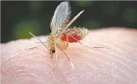  ?? RepRodução da InteRnet ?? Ataqueaére­o:mosquito-palhaétran­smissordal­eishmanios­evisceral