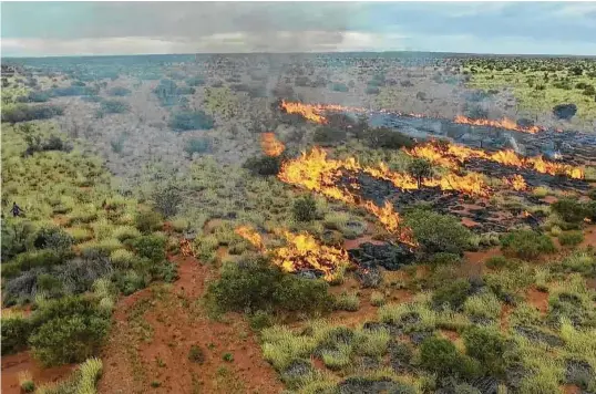  ?? Nyalangka Taylor, Doug Bird and Rebecca Bliege Bird via New York Times ?? Nyalangka Taylor, a Martu hunter, burns spinifex grass on the Aboriginal Australian community’s lands to expose the burrows of prey. These small hunting fires have helped sustain wild species, adding to the diversity of vegetation and contributi­ng to food webs.