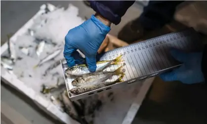  ?? Photograph: Erdem Şahin/EPA ?? An inspector measures the size of fish in a trawler’s catch. Three-quarters of all infringeme­nts reported in the EU from 2015 to 2019 were detected by just four countries: Italy, the UK, Greece and Spain.