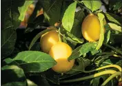  ?? GETTY IMAGES ?? Most fruit trees grown from seed will produce an awfultasti­ng crop. The exception is citrus.