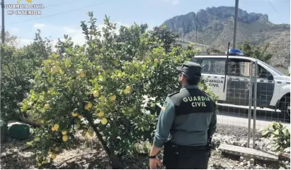  ??  ?? Forbidden fruit - lemons stolen in La Llosa de Camacho
