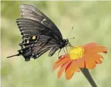  ?? PHOTOS BY PAM OWEN ?? Dark-morph female eastern tiger swallowtai­ls can be confused with other dark swallowtai­ls.