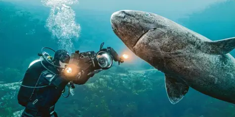  ?? Fotos: Uli Kunz/Mat Goodman/Doclights/dpa ?? Christina Karliczek hat für ihren Film „Haie eiskalt“auch den Grönland‰Hai gefilmt. Diese Tiere werden einige hundert Jahre alt!