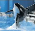  ?? Picture: REUTERS ?? LAST SPLASH: Killer whale Tilikum at SeaWorld