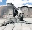  ??  ?? Sobreviven mascotas.
Un perro sobrevivió al incendio con quemaduras. Otros tres canes y dos pericos falleciero­n.