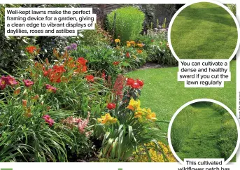  ?? ?? Well-kept lawns make the perfect framing device for a garden, giving a clean edge to vibrant displays of daylilies, roses and astilbes
You can cultivate a dense and healthy sward if you cut the lawn regularly
This cultivated wildflower patch has a lawn ‘path’ mowed through its centre