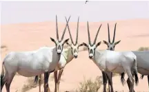  ?? Mike Young / The National ?? The Environmen­t Agency Abu Dhabi is to step up its bid to rehabilita­te the endangered Arabian oryx.