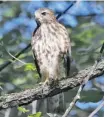  ?? BRUCE DI LABIO PHOTO ?? The immature Broad-winged Hawk is a long-distance migrant that summers throughout eastern Ontario and the Outaouais region and migrates to Central and South America for the winter.