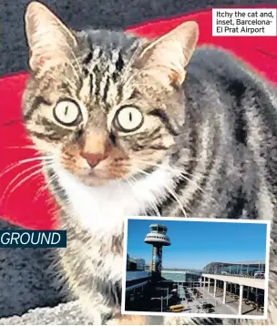  ??  ?? Itchy the cat and, inset, BarcelonaE­l Prat Airport