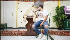  ?? (AP) ?? In this April 28, 2020 photo, 26-year-old lion tamer Ashraf el-Helw sits next to his 5-year-old female African lion ‘Joumana,’ after leading a show, part of a coronaviru­s stay home and stay safe call to encourage people to stay home, inside his family
apartment, in Cairo, Egypt.