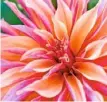  ??  ?? ‘Labyrinth’ Fabulous shaggy petals in peachyoran­ge and shocking pink. H90cm (3ft) S60cm (2ft)