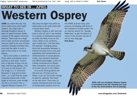  ?? ?? While still very localised, Western Osprey is increasing in the UK. Keeping your eyes on the sky could produce one on passage.