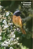  ?? TIM MELLING ?? A Common Redstart