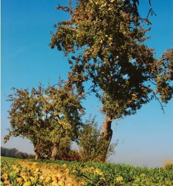  ?? Foto: Rose Böttcher (Symbolbild) ?? Im Rahmen des Leader‰Kooperatio­nsprojekte­s „Erhaltung der Obstsorten­vielfalt in Nordschwab­en“wurden im Wittelsbac­her Land 1000 alte Obstbäume erfasst.