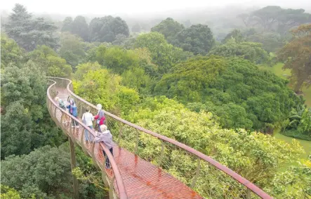  ??  ?? es el nuevo puente que zigzaguea por frondosos árboles.