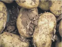  ??  ?? 0 ‘Imported’ seed potatoes carry risk of disease