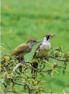  ?? Foto: Wunibald Wörle ?? Leserbilde­r des Monats Juni: Der Gesang machte Wunibald Wörle auf den Grünspecht mit Jungvogel aufmerksam.