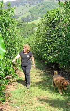  ?? PHOTO: ALAN LANDER ?? Traecey Hinner inspects her coffee trees at her Kin Kin property.