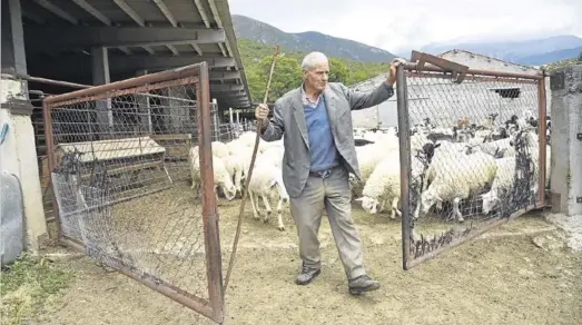  ?? FOTOS: ÁNGEL DE CASTRO ?? Uno de los pastores de la ganadería de casa Costa, en el núcleo de Beleder, saca el rebaño de la paridera tras uno de los ataques.