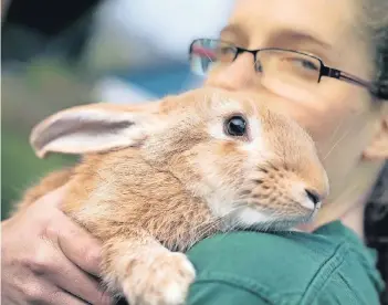  ?? RP-FOTO: RALPH MATZERATH ?? Kaninchen sind keine Kuscheltie­re für Kinder. Svenja Switala versorgt im Hildener Tierheim Leonard und zahlreiche seiner Artgenosse­n.