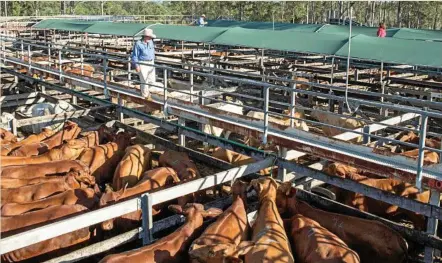  ?? PHOTO: BAMBI GOSBELL ?? GREENING UP: Numbers eased this week at many saleyards across the region on the back of some welcome rainfall.