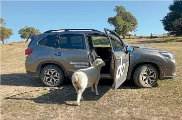  ??  ?? ‘‘You guys got any water in here?’’ – a peninsula sheep checks out the Federated Farmers territory manager’s Subaru.