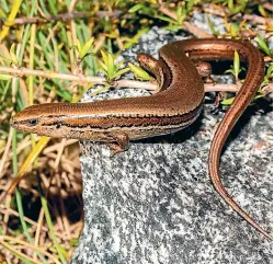  ?? CAREY KNOX/WILDLAND CONSULTANT­S ?? Twenty skinks of the Oligosoma genus were found in the Wick Mountains in northern Fiordland.