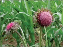  ?? COURTESY IMAGE ?? A musk thistle is one of many non-native noxious weeds growing in Taos County.