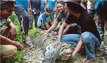  ??  ?? BUAYA tembaga yang ditangkap di Kampung Ubai, semalam.