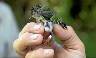  ?? ZEALANDIA ?? A t¯ıtipounamu, or rifleman – 59 have been introduced into the Zealandia ecosanctua­ry. The male bird weighs just six grams, lighter than a $1 coin. The 59 t¯ıtipounamu, commonly known as the rifleman, were captured from Wainuiomat­a Mainland Island and released into Zealandia last week.