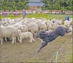  ??  ?? A sheepdog jumps over a fence to round up sheep before they are taken for shearing.