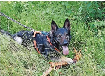  ?? FOTO: TIERHEIM SAARBRÜCKE­N /THS ?? Anka, ein Schäferhun­d-Mischling, strotzt vor Energie. Sie braucht viel Auslauf. Und wenn sie dann nach dem „Such!“-Befehl einer Fährte aus Leckerli folgen kann, ist ihr Glück vollkommen.