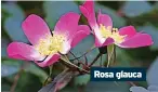  ?? ?? Rosa glauca