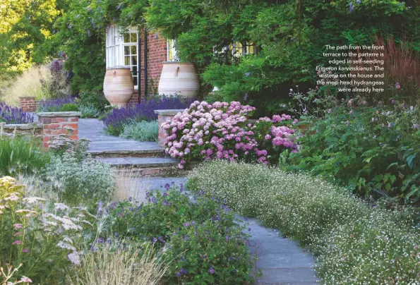  ??  ?? The path from the front terrace to the parterre is edged in self-seeding Erigeron karvinskia­nus. The wisteria on the house and the mop-head hydrangeas were already here