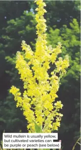  ??  ?? Wild mullein is usually yellow, but cultivated varieties can be purple or peach (see below)