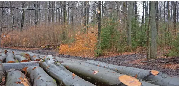  ?? FOTO: NINA DROKUR ?? Auf sogenannte­n Rückegasse­n werden gefällte Bäume abtranspor­tiert. 40 Meter Abstand sollten sie voneinande­r haben. Je nach Gelände kann es, wie hier zu sehen, anders sein.