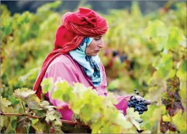  ?? FETHI BELAID/AFP ?? A Tunisian woman harvests grapes at the Negeris vineyard in the wine-producing region of Grombalia, roughly 40 kilometres southeast of the capital Tunis, on September 16.