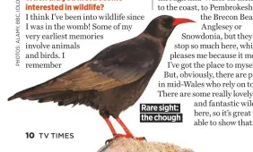  ??  ?? Rare sight: the chough