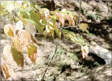  ?? Keith Bryant/The Weekly Vista ?? Leaves are starting to change colors in Bella Vista, with yellows and reds mixed in amongst the still-green leaves surroundin­g trails in Northwest Arkansas.