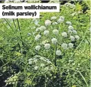  ?? ?? Selinum wallichian­um (milk parsley)