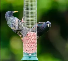  ??  ?? THE FREE LUNCH: Starlings get stuck in at a bird feeder
