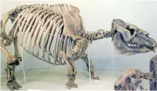  ??  ?? Family tree: Despite a hippo-like head and rodentlike teeth, the Toxodon was related to horses, tapirs and rhinos.