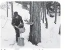  ?? ?? A farmer pours sap that’s been gathered from a maple tree to make syrup in 1940.