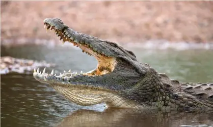  ??  ?? Nile crocodiles, found in rivers from Egypt to South Africa, can grow to 6 metres in length. Photograph: Alamy Stock Photo