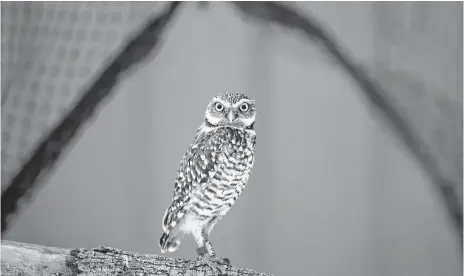  ?? JEFF MCINTOSH CP ?? A burrowing owl is seen at the Calgary Zoo Conservati­on Centre near Calgary on Friday.