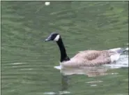  ?? MICHILEA PATTERSON — FOR MEDIANEWS GROUP ?? A Canada goose swims along the Schuylkill River. More animals and the variety of animals in local waterways can indicate good water quality. Pollutants and other toxins can lead to a low variety of species in waterways.
