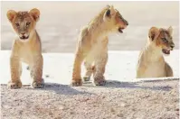  ?? Supplied photo ?? Three of the five new African lion cubs who were inducted to the Al AIn Zoo recently. —