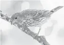  ?? Kathy Adams Clark ?? Female and juvenile house finches are dull and drab compared with the males. Nature from page D1