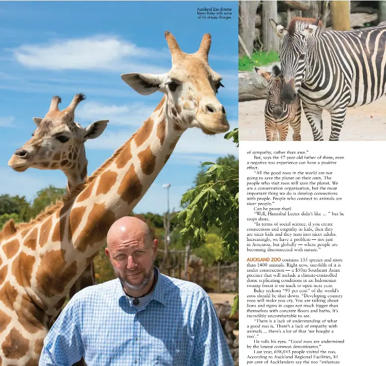  ??  ?? Auckland Zoo director Kevin Buley with some of his stripey charges.