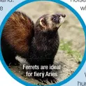  ?? ?? Ferrets are ideal
for fiery Aries